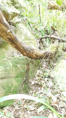 Daldinia concentrica