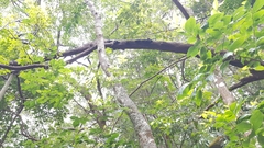 Daldinia concentrica