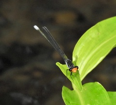 Pseudagrion ignifer