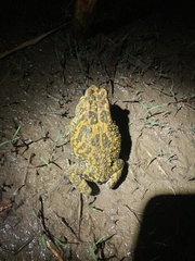 Sclerophrys gutturalis