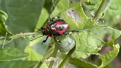 Eocanthecona furcellata