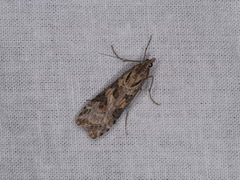 Nomophila corticalis