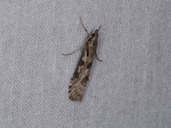 Nomophila corticalis