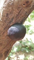 Daldinia concentrica