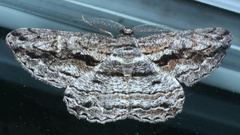 Scioglyptis chionomera