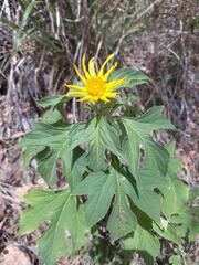 Tithonia
