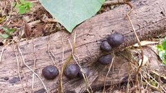 Daldinia concentrica