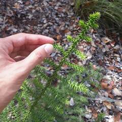 Araucaria