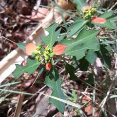 Euphorbia cyathophora