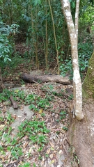 Daldinia concentrica