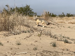 Vulpes macrotis macrotis