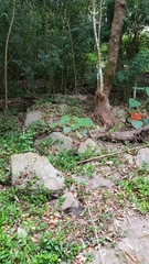 Daldinia concentrica