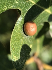 Xanthoteras eburneum