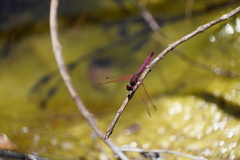 Trithemis annulata haematina