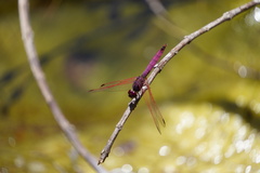 Trithemis annulata haematina