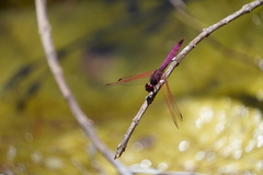 Trithemis annulata haematina