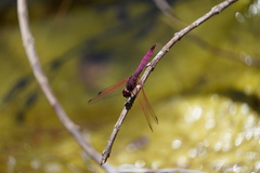 Trithemis annulata haematina