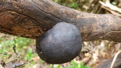 Daldinia concentrica