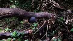 Daldinia concentrica