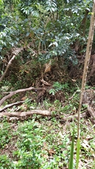 Daldinia concentrica