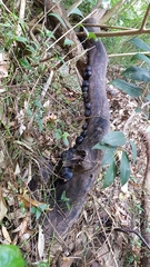 Daldinia concentrica