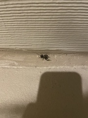 Velarifictorus micado