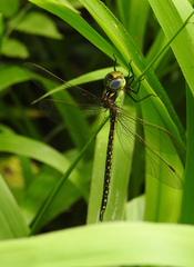 Austrogynacantha heterogena