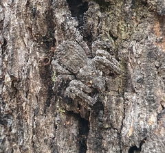 Stephanopis altifrons