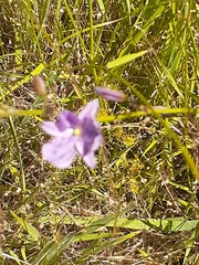 Arthropodium strictum