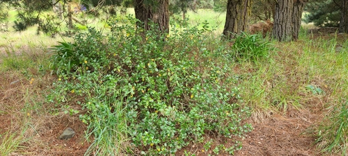 Image of Veronica hulkeana by no rights reserved