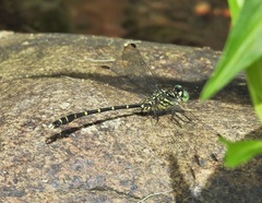 Hemigomphus theischingeri