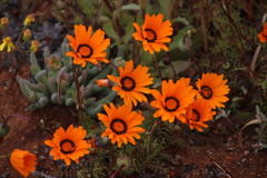 Ursinia calenduliflora
