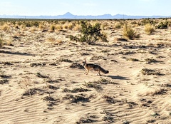 Vulpes macrotis macrotis