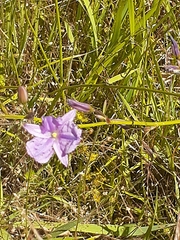 Arthropodium strictum