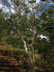 Eucalyptus platyphylla