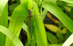 Austrogynacantha heterogena