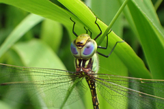 Austrogynacantha heterogena