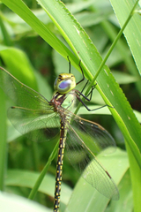 Austrogynacantha heterogena