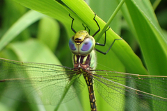 Austrogynacantha heterogena