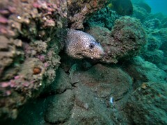 Muraena lentiginosa