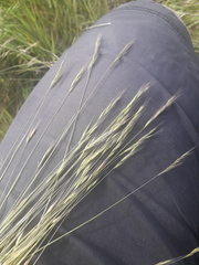 Festuca bromoides