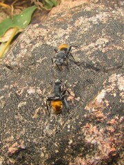 Polyrhachis thusnelda