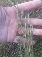 Festuca bromoides