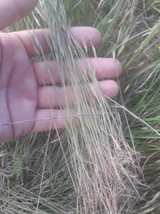 Festuca bromoides