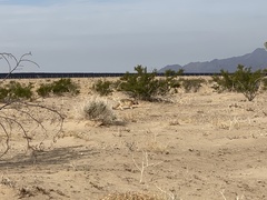 Vulpes macrotis macrotis