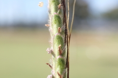 Dichanthium aristatum