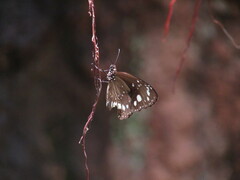 Euploea core corinna