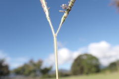 Dichanthium aristatum