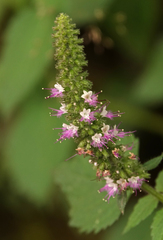 Lamiaceae