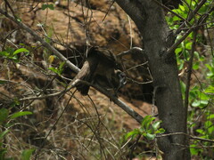 Philemon buceroides yorki